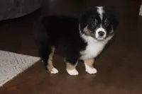 Akc/Asca  Denver, a male Australian Shepherd for sale in Ivanhoe, TX – Photo 9 of 10