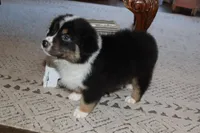 Akc/Asca  Denver, a male Australian Shepherd for sale in Ivanhoe, TX – Photo 5 of 10