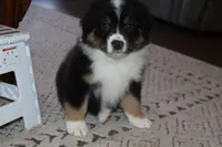 Akc/Asca  Denver, a male Australian Shepherd for sale in Ivanhoe, TX – Photo 8 of 10