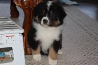 Akc/Asca  Denver, a male Australian Shepherd for sale in Ivanhoe, TX – Photo 7 of 10