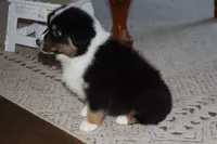 Akc/Asca  Denver, a male Australian Shepherd for sale in Ivanhoe, TX – Photo 4 of 10