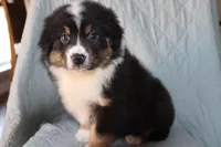 Akc/Asca  Denver, a male Australian Shepherd for sale in Ivanhoe, TX – Photo 3 of 10