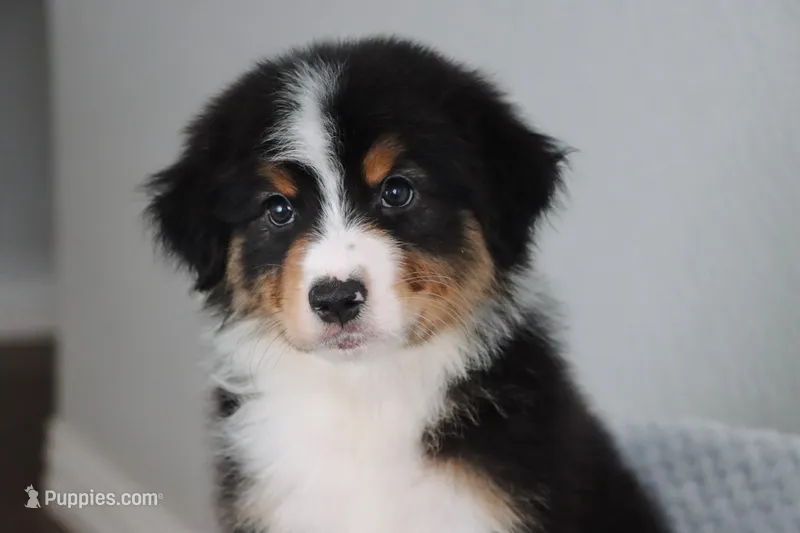 AKC Winston  – Australian Shepherd puppy for sale in Ivanhoe, TX