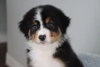 AKC Winston , a male Australian Shepherd for sale in Ivanhoe, TX – 1 of 8