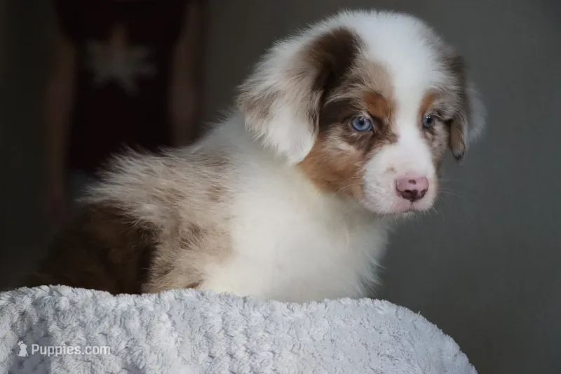 AKC Waylon – Australian Shepherd puppy for sale in Ivanhoe, TX