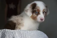 AKC Waylon, a male Australian Shepherd for sale in Ivanhoe, TX – 1 of 10