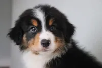AKC Winston , a male Australian Shepherd for sale in Ivanhoe, TX – 7 of 8