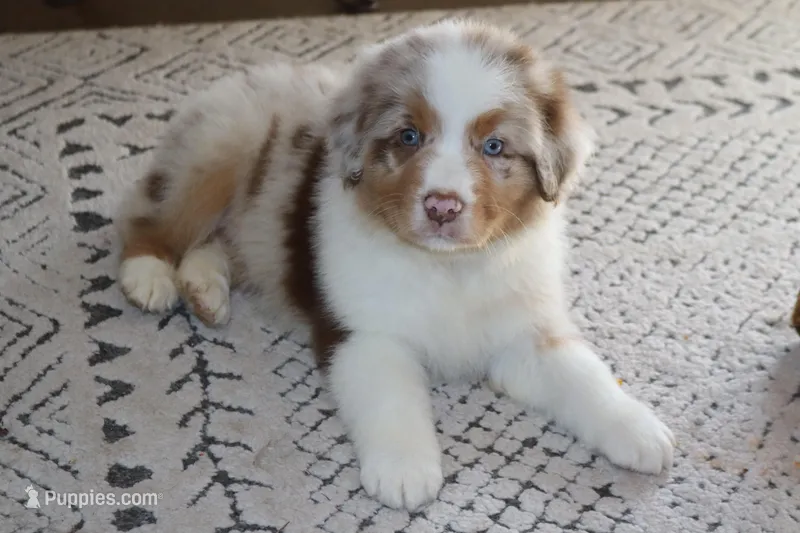 Sold AKC/ASCA Maverick