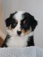 AKC Wimsy, a female Australian Shepherd for sale in Ivanhoe, TX – 3 of 8
