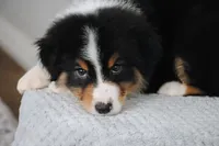 AKC Winston , a male Australian Shepherd for sale in Ivanhoe, TX – 5 of 8