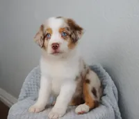 AKC Wrenly , a female Australian Shepherd for sale in Ivanhoe, TX – 4 of 9
