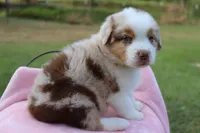 AKC Maple, a female Australian Shepherd for sale in Ivanhoe, TX – 2 of 7