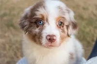 AKC Cash, a male Australian Shepherd for sale in Ivanhoe, TX – 5 of 10