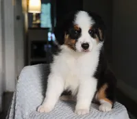 AKC Jasper, a male Australian Shepherd for sale in Ivanhoe, TX – 4 of 10