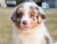 AKC Cash, a male Australian Shepherd for sale in Ivanhoe, TX – 8 of 10