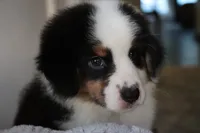 AKC Jasper, a male Australian Shepherd for sale in Ivanhoe, TX – 9 of 10