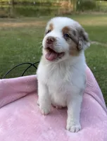 AKC Maple, a female Australian Shepherd for sale in Ivanhoe, TX – 7 of 7
