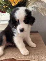 AKC Onyx , a male Australian Shepherd for sale in Ivanhoe, TX – 4 of 4