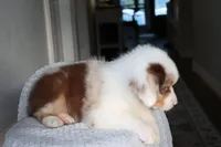 AKC Waylon, a male Australian Shepherd for sale in Ivanhoe, TX – 6 of 10