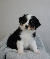 AKC Wimsy, a female Australian Shepherd for sale in Ivanhoe, TX – 2 of 8
