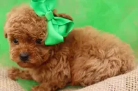 AKC Sultan, a male Poodle - Toy  for sale in Ivanhoe, TX – Photo 7 of 10