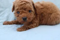 AKC Sultan, a male Poodle - Toy  for sale in Ivanhoe, TX – Photo 4 of 10