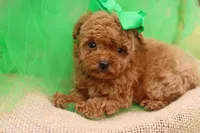 AKC Sultan, a male Poodle - Toy  for sale in Ivanhoe, TX – Photo 4 of 10