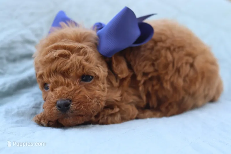 AKC Sultan, a male Poodle - Toy  for sale in Ivanhoe, TX – Photo 1 of 10