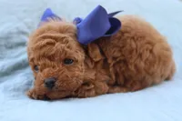 AKC Sultan, a male Poodle - Toy  for sale in Ivanhoe, TX – Photo 1 of 10