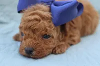 AKC Sultan, a male Poodle - Toy  for sale in Ivanhoe, TX – Photo 9 of 10