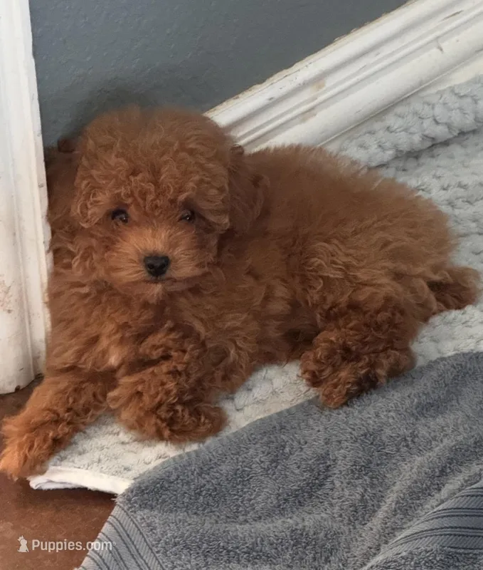 AKC Sultan – Poodle - Toy  puppy for sale in Ivanhoe, TX