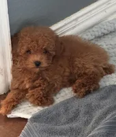 AKC Sultan, a male Poodle - Toy  for sale in Ivanhoe, TX – 1 of 9