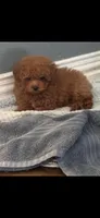AKC Sultan, a male Poodle - Toy  for sale in Ivanhoe, TX – 2 of 9