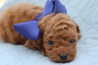 AKC Sultan, a male Poodle - Toy  for sale in Ivanhoe, TX – Photo 2 of 10