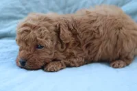 AKC Sultan, a male Poodle - Toy  for sale in Ivanhoe, TX – Photo 10 of 10