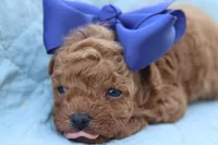 AKC Sultan, a male Poodle - Toy  for sale in Ivanhoe, TX – Photo 3 of 10