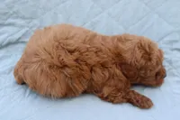 AKC Sultan, a male Poodle - Toy  for sale in Ivanhoe, TX – Photo 7 of 10