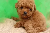 AKC Sultan, a male Poodle - Toy  for sale in Ivanhoe, TX – Photo 9 of 10