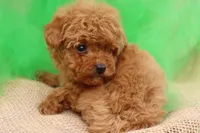 AKC Sultan, a male Poodle - Toy  for sale in Ivanhoe, TX – Photo 10 of 10