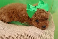 AKC Sultan, a male Poodle - Toy  for sale in Ivanhoe, TX – Photo 3 of 10