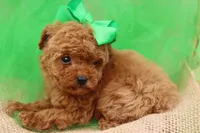 AKC Sultan, a male Poodle - Toy  for sale in Ivanhoe, TX – Photo 5 of 10