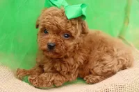 AKC Sultan, a male Poodle - Toy  for sale in Ivanhoe, TX – Photo 6 of 10