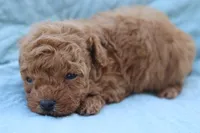 AKC Sultan, a male Poodle - Toy  for sale in Ivanhoe, TX – Photo 6 of 10