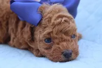 AKC Sultan, a male Poodle - Toy  for sale in Ivanhoe, TX – Photo 8 of 10