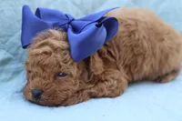 AKC Sultan, a male Poodle - Toy  for sale in Ivanhoe, TX – Photo 5 of 10