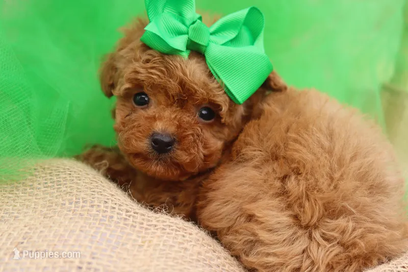 AKC Sultan – Poodle - Toy  puppy for sale in Ivanhoe, TX