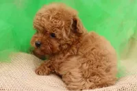 AKC Sultan, a male Poodle - Toy  for sale in Ivanhoe, TX – Photo 8 of 10