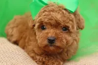 AKC Sultan, a male Poodle - Toy  for sale in Ivanhoe, TX – Photo 2 of 10