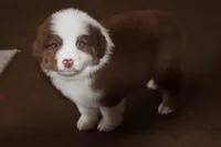 Akc/Asca  Carter, a male Australian Shepherd for sale in Ivanhoe, TX – Photo 10 of 10