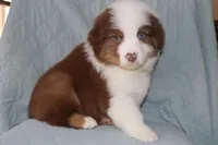 Akc/Asca  Carter, a male Australian Shepherd for sale in Ivanhoe, TX – Photo 1 of 10
